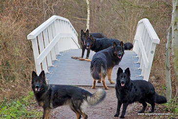 Oudduitse Herders op de brug